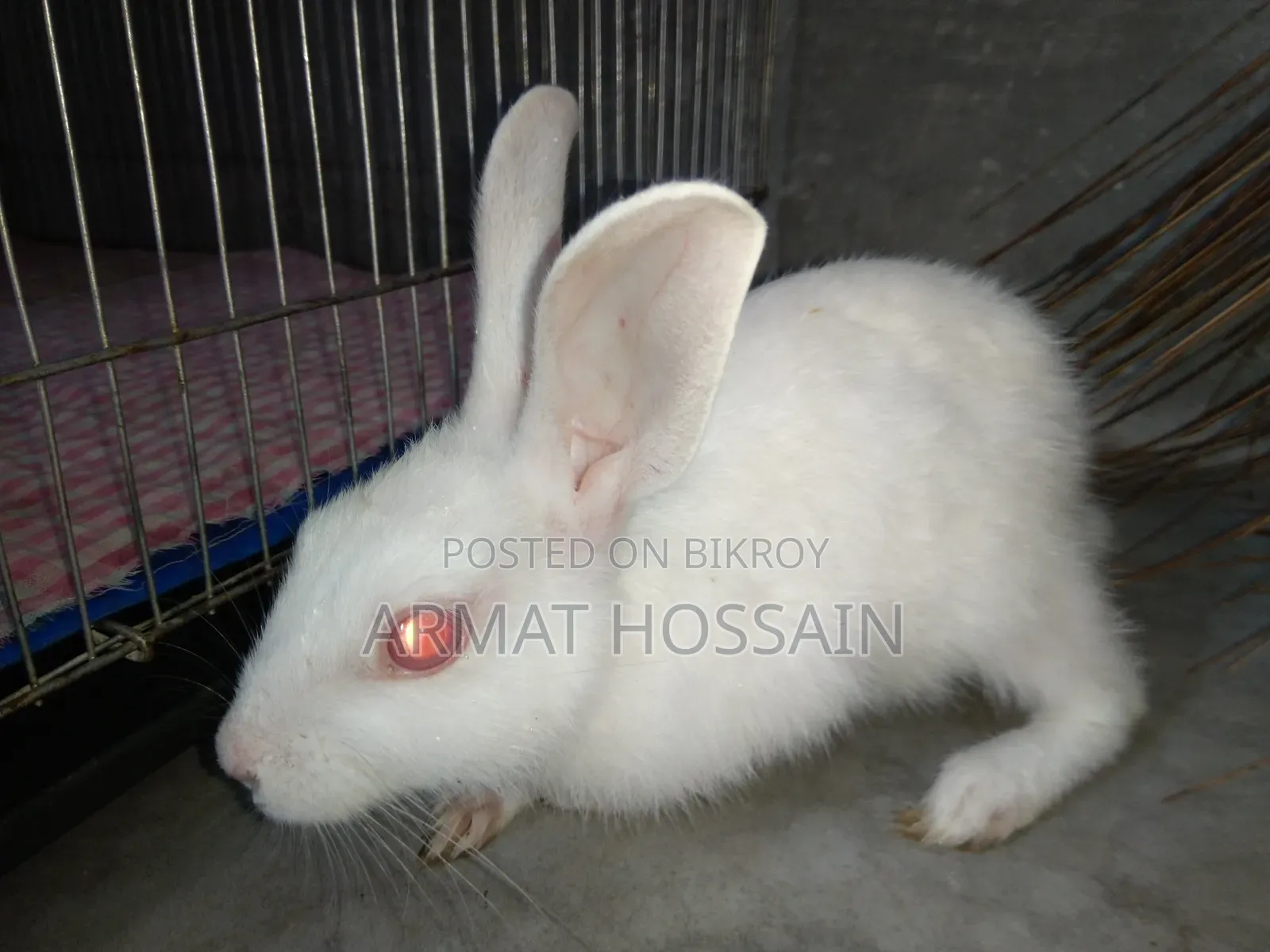 Rabbit for sale