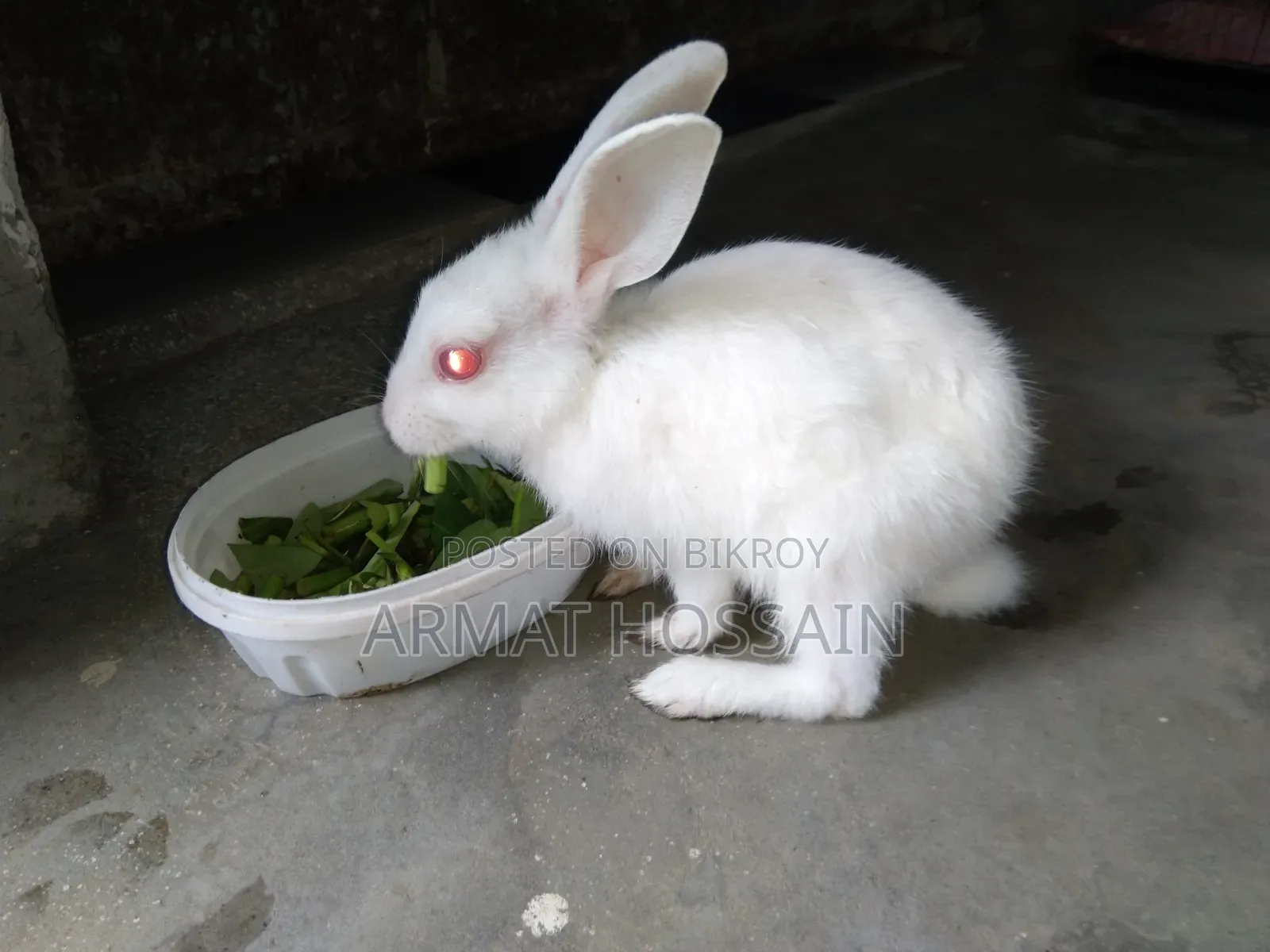 Rabbit for sale
