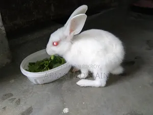 Rabbit for sale