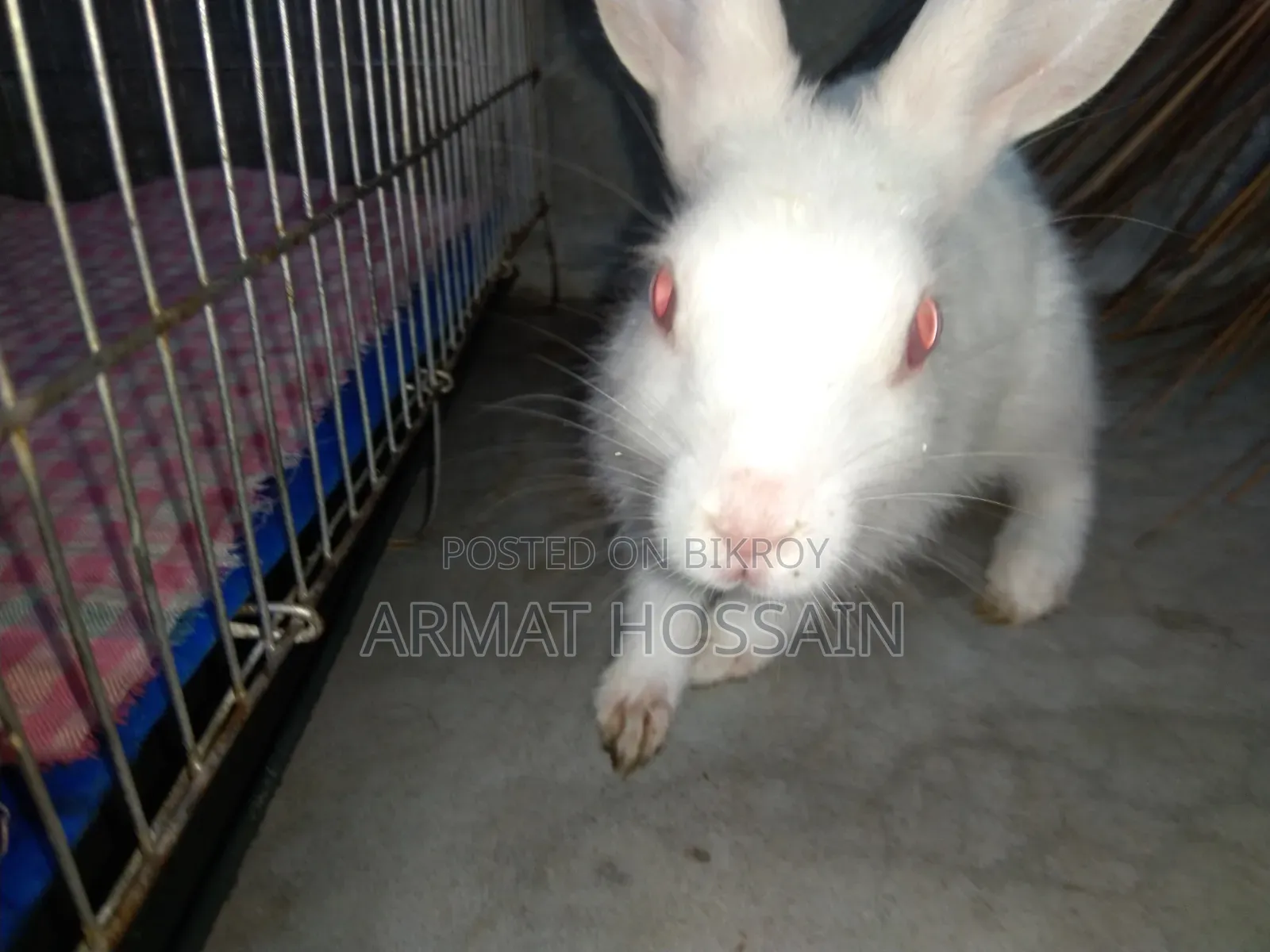 Rabbit for sale