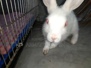 Rabbit for sale