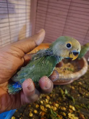 লাভ বার্ড বেবি টেম সাইজ
