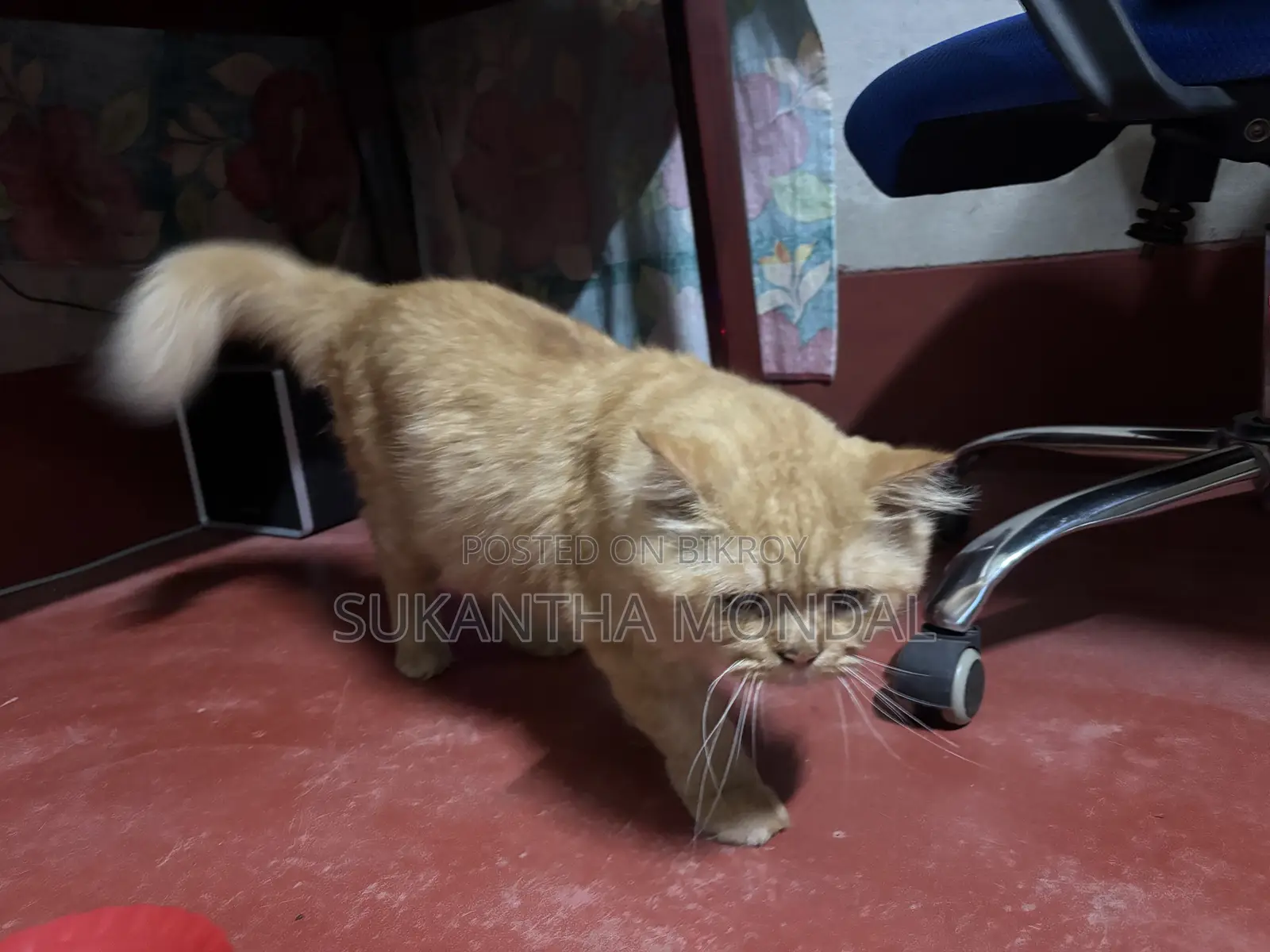 ১+ বছরের পুরুষ পিওরব্রেড পার্সিয়ান