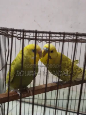 ১ বার ডিম-বাচ্চা করা ৩ জোড়া বাজরিগার পাখি বিক্রি হবে