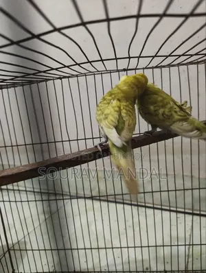 3 Pairs of Budgie Birds That Have Laid Eggs and Hatched Once for Sale