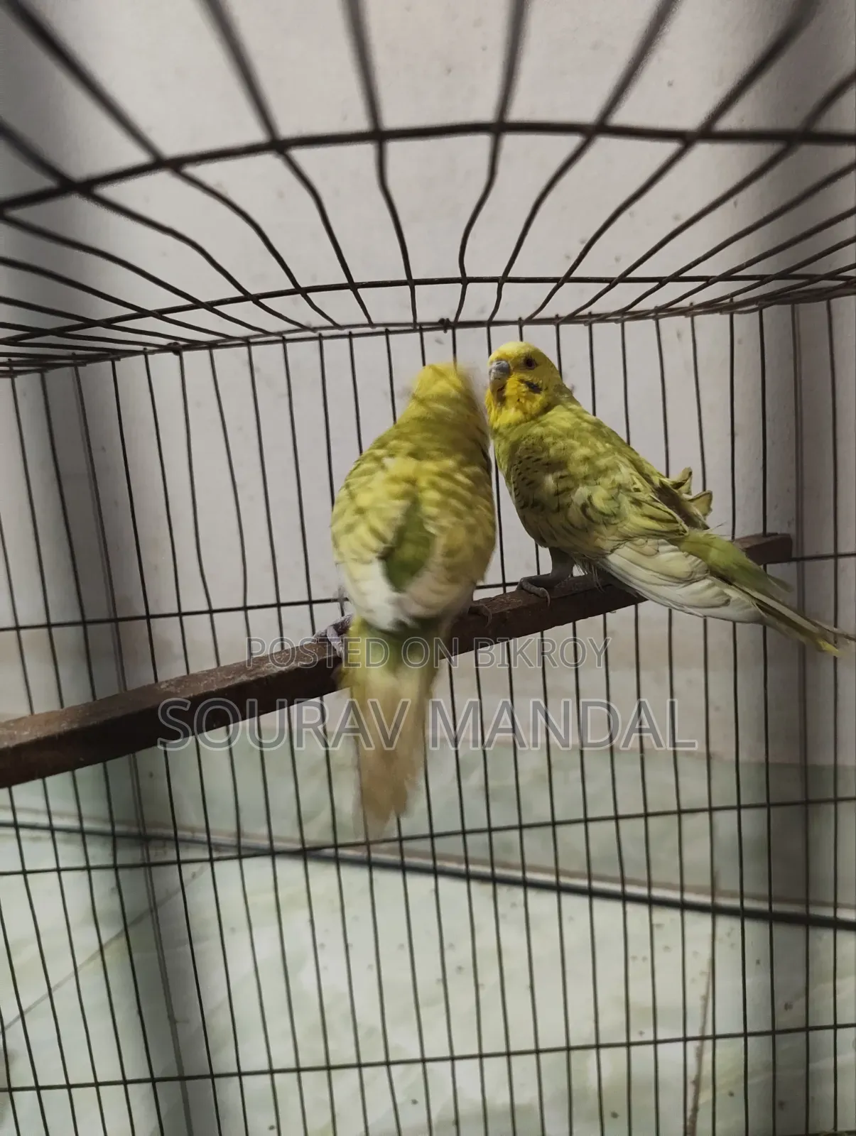 3 Pairs of Budgie Birds That Have Laid Eggs and Hatched Once for Sale