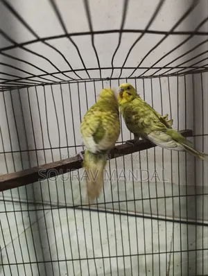 3 Pairs of Budgie Birds That Have Laid Eggs and Hatched Once for Sale