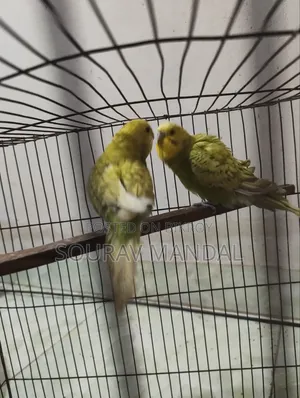 3 Pairs of Budgie Birds That Have Laid Eggs and Hatched Once for Sale