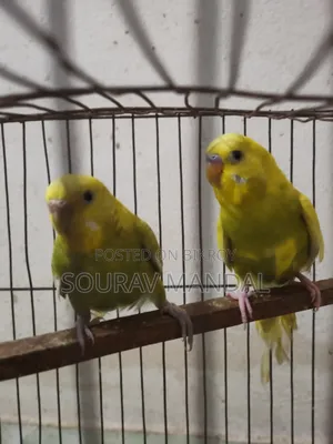 3 Pairs of Budgie Birds That Have Laid Eggs and Hatched Once for Sale