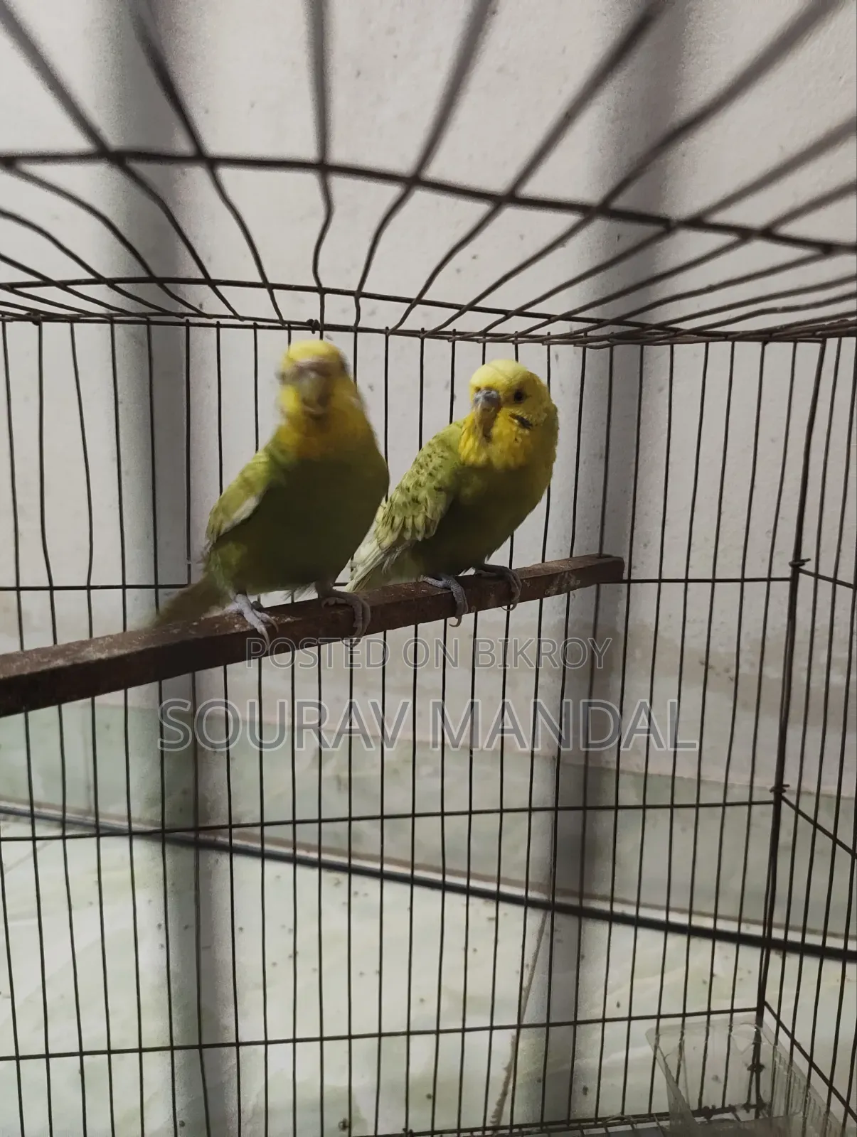 3 Pairs of Budgie Birds That Have Laid Eggs and Hatched Once for Sale
