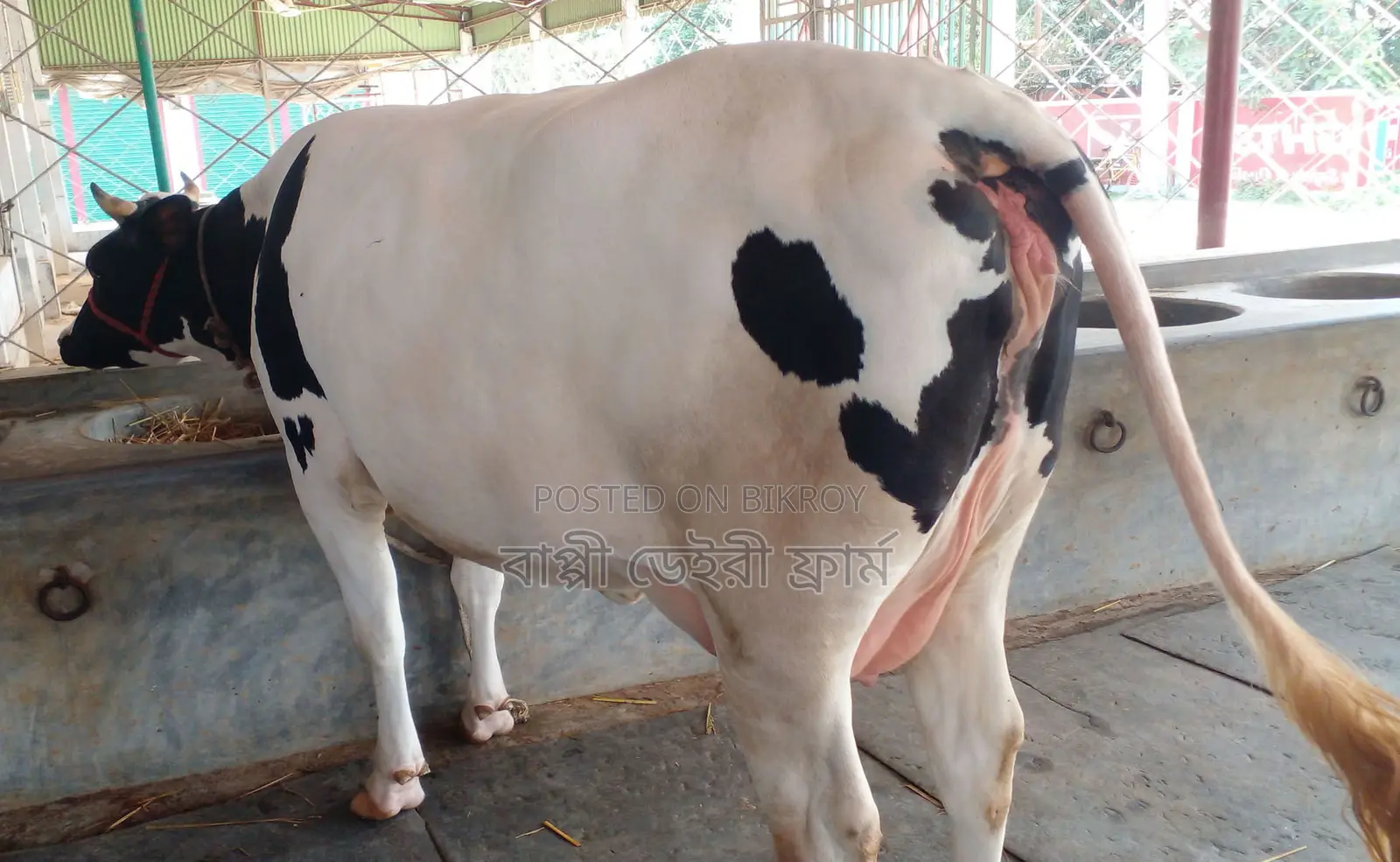 Milch cow no. 1536 for sale.
