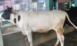 No. 1537 Good breed heifer.