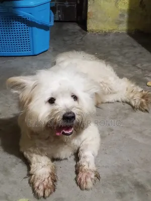 6-12 Months Male Mixed Breed Lhasa Apso