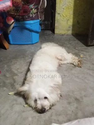 6-12 Months Male Mixed Breed Lhasa Apso