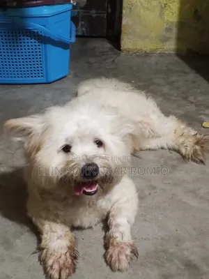 6-12 Months Male Mixed Breed Lhasa Apso