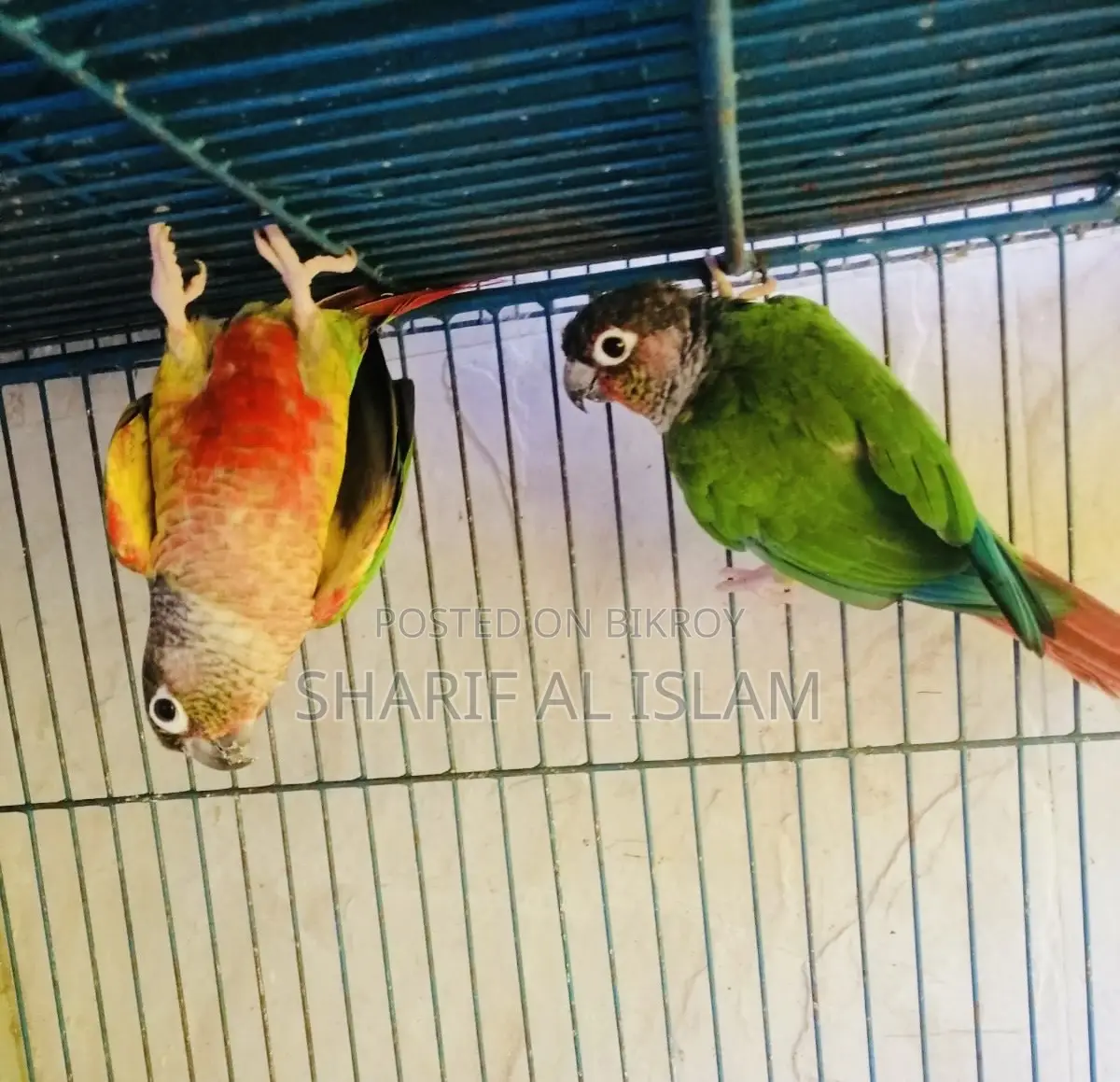 পাইনাপল কোনুর