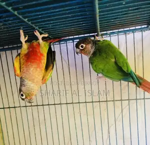 পাইনাপল কোনুর