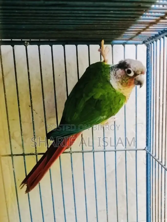 পাইনাপল কোনুর