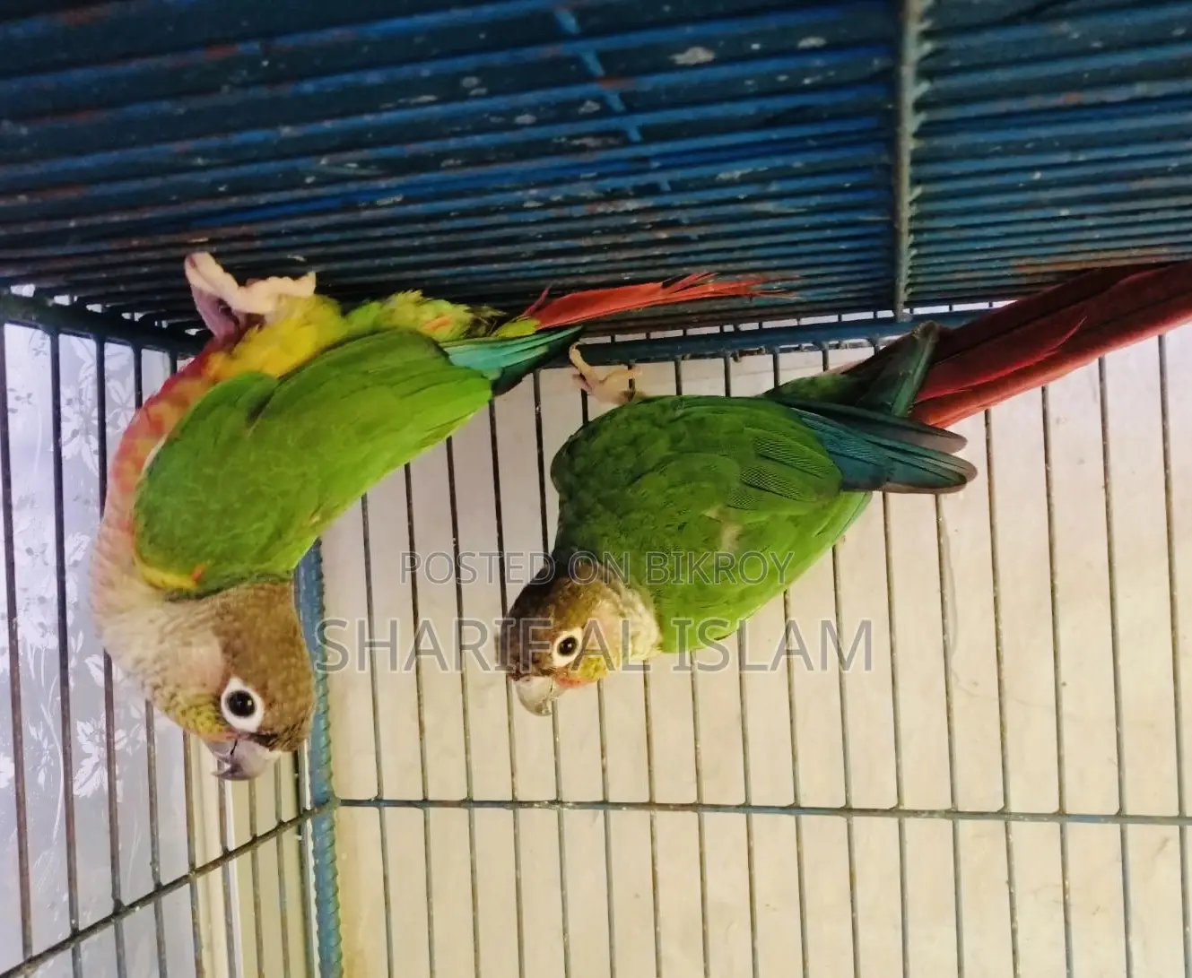 পাইনাপল কোনুর
