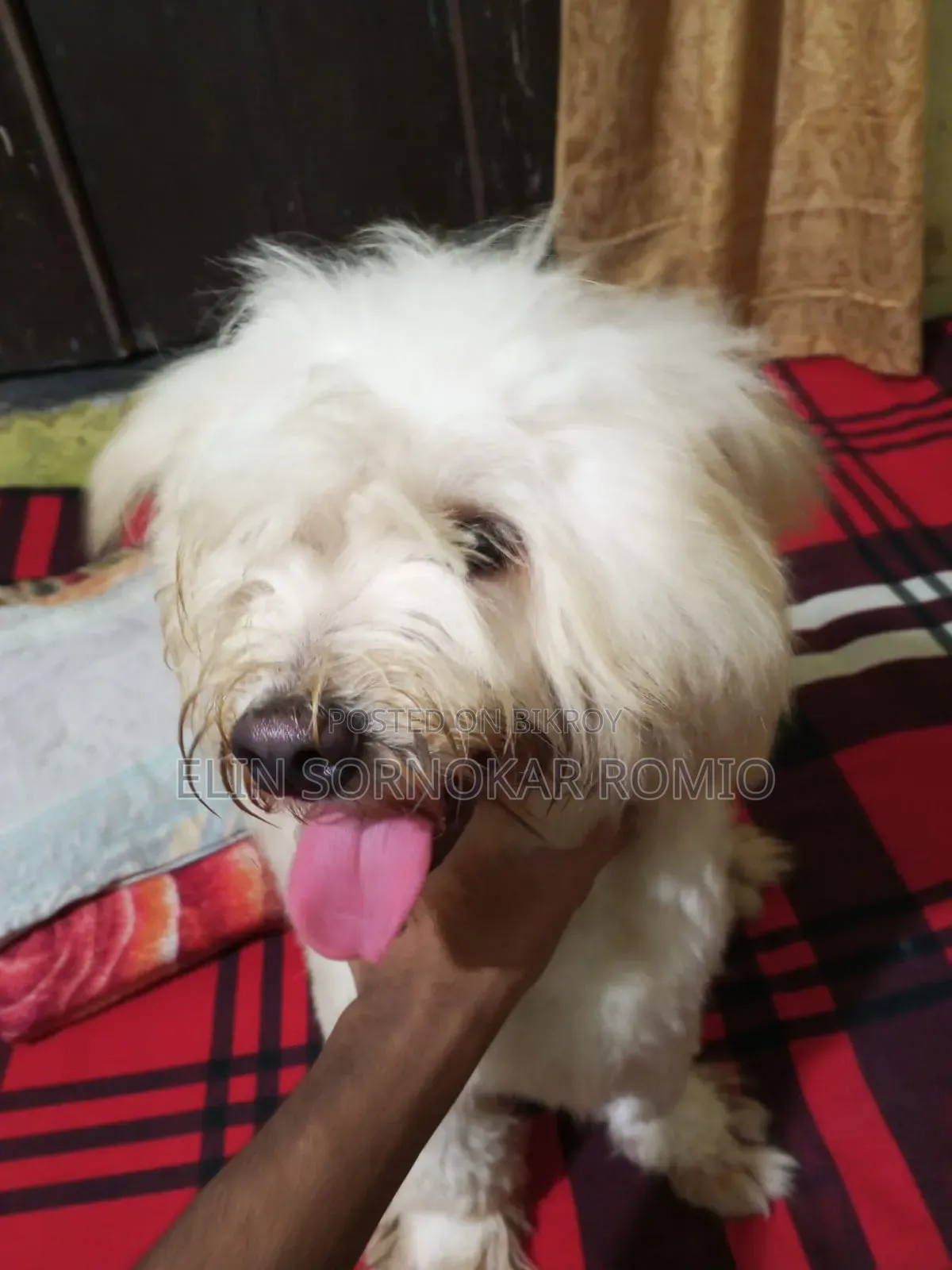 6-12 Months Male Mixed Breed Lhasa Apso