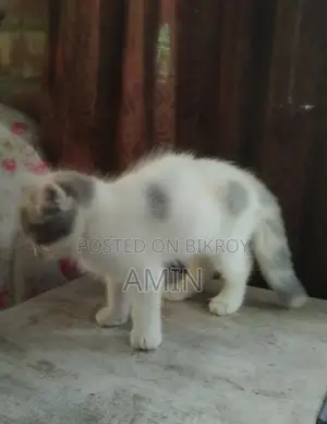 1-3 Months Female Purebred Persian