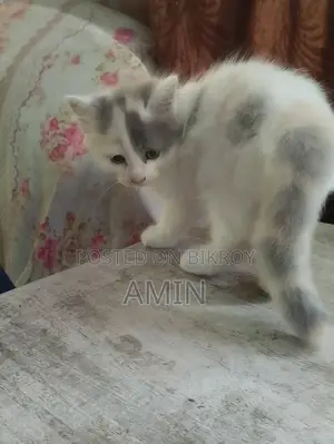 1-3 Months Female Purebred Persian