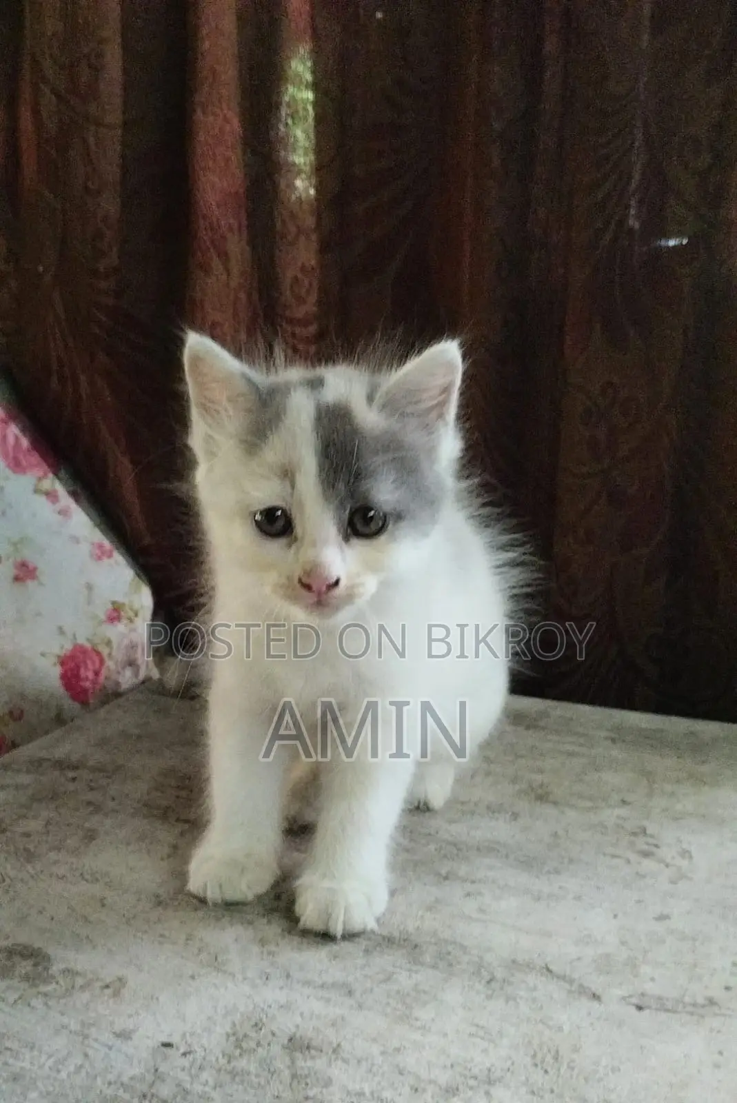 1-3 Months Female Purebred Persian