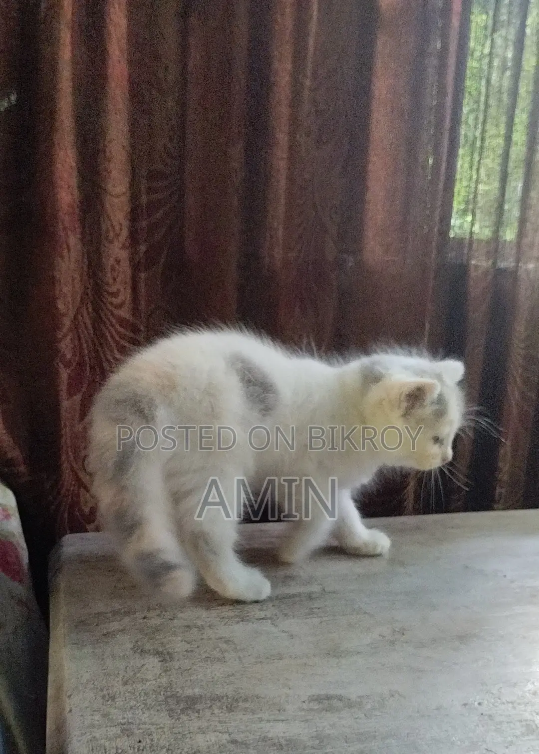 1-3 Months Female Purebred Persian