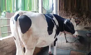 ১৫৩৮ নং উন্নত জাতের গাভী গরু।