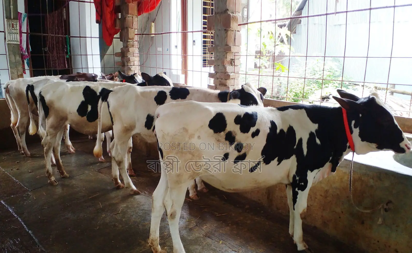 5 improved quality heifers of serial number 1539 will be sold.