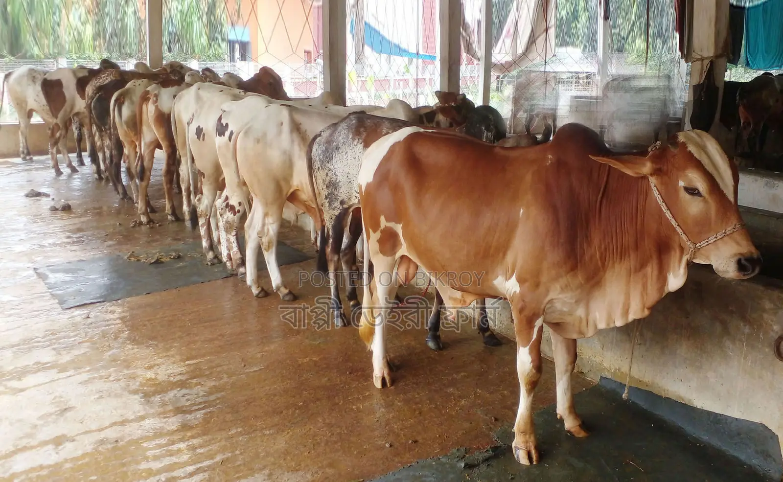 1540 No. 10 Bull Calves of Good Breed for Sale