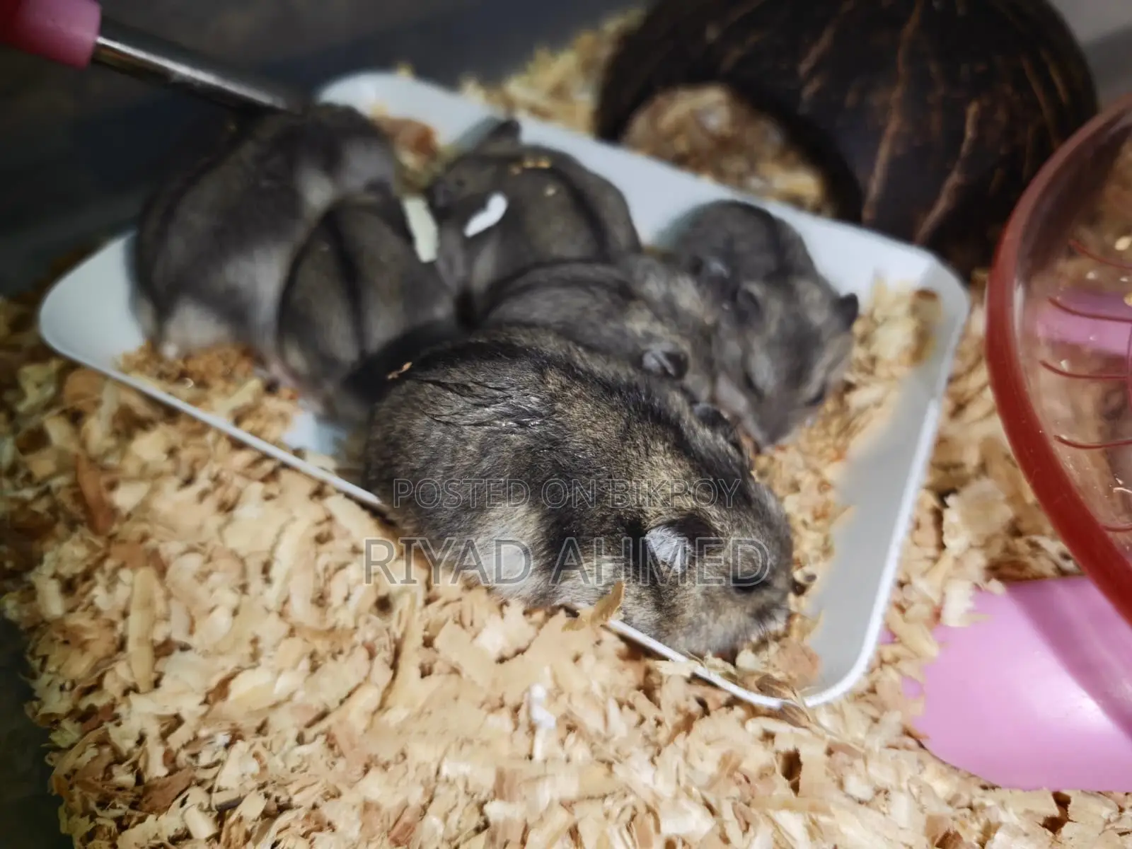 Tiger-Hamster