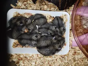 Tiger-Hamster