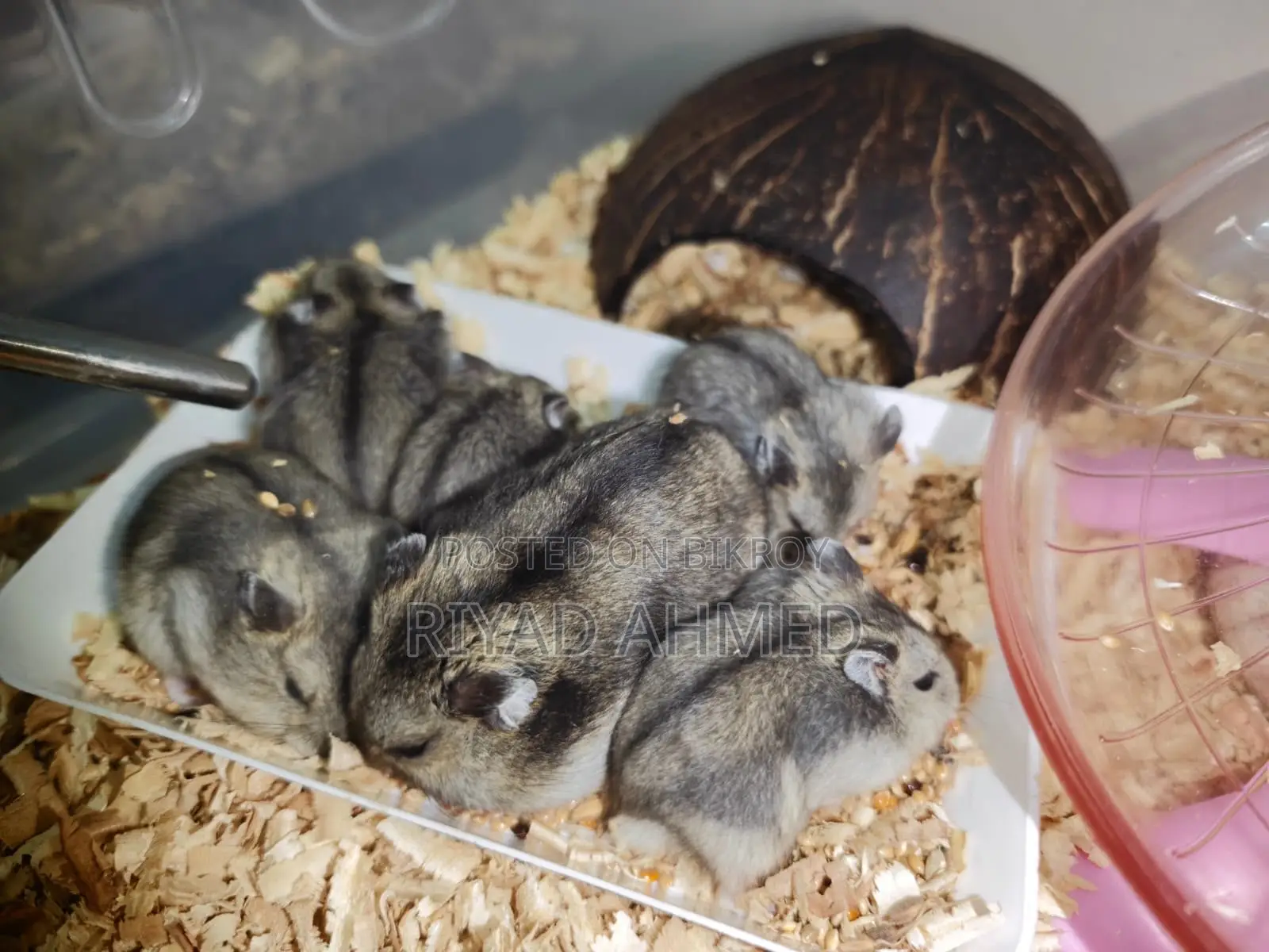 Tiger-Hamster