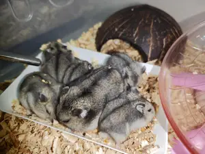 Tiger-Hamster