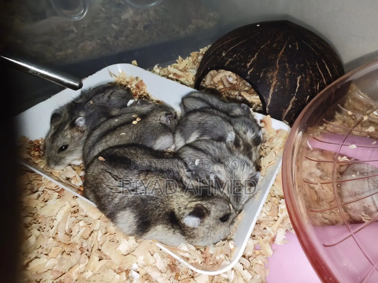 Tiger-Hamster