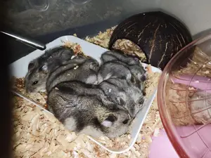 Tiger-Hamster