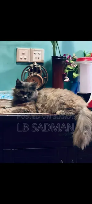 1+ year Female Purebred Persian