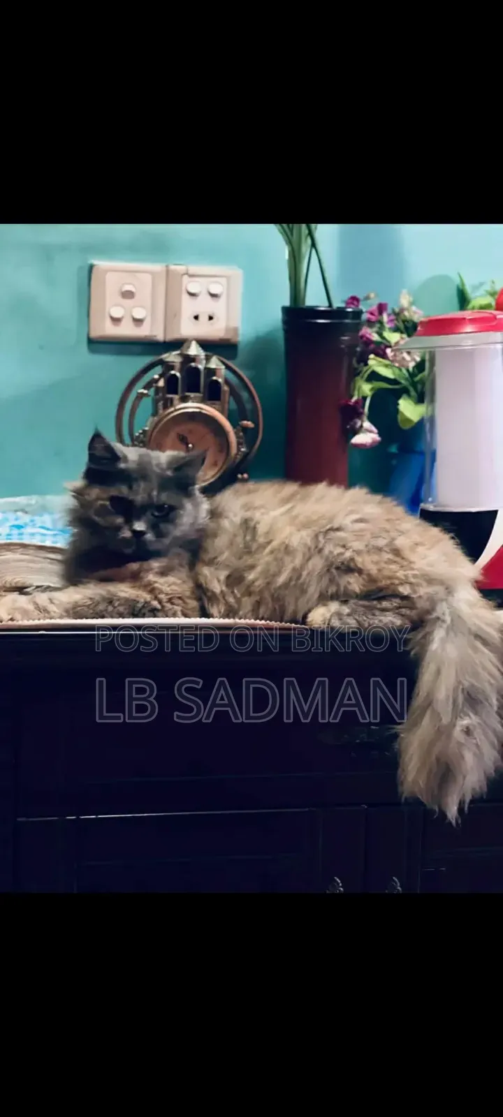 1+ year Female Purebred Persian