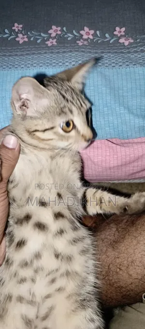 3-6 months Male Mixed Breed Cat