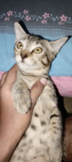3-6 months Male Mixed Breed Cat