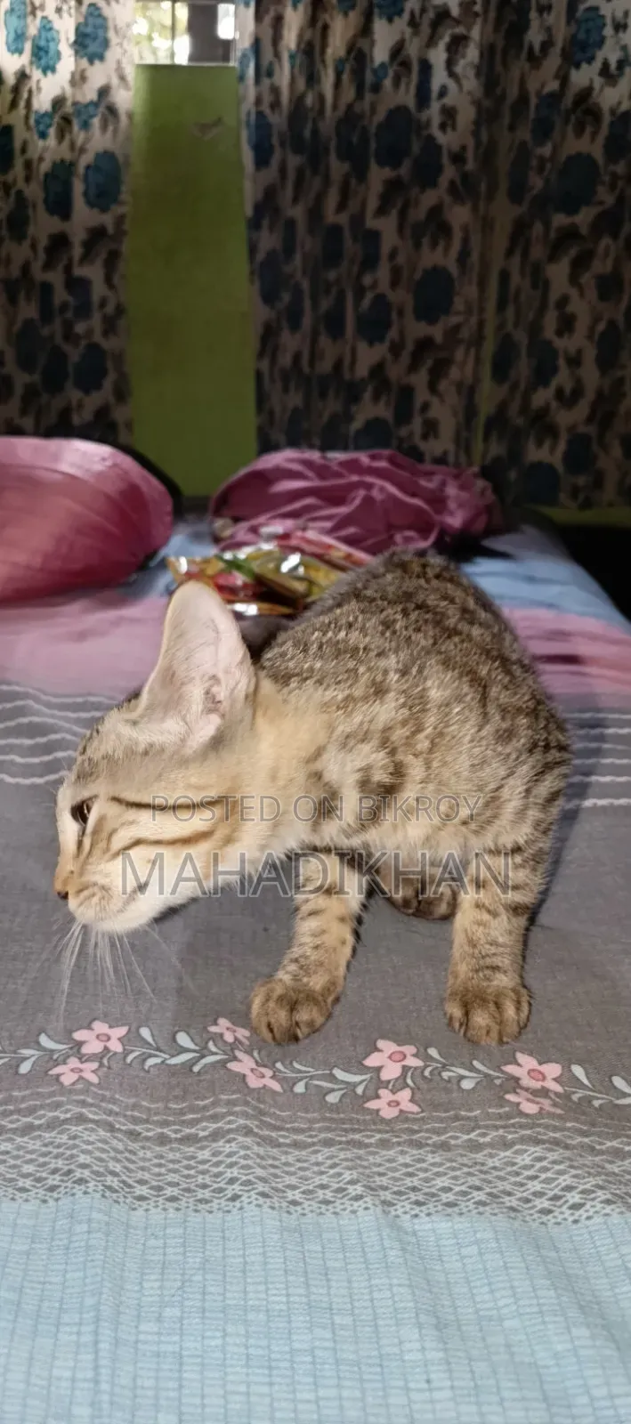 3-6 months Male Mixed Breed Cat