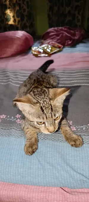3-6 months Male Mixed Breed Cat