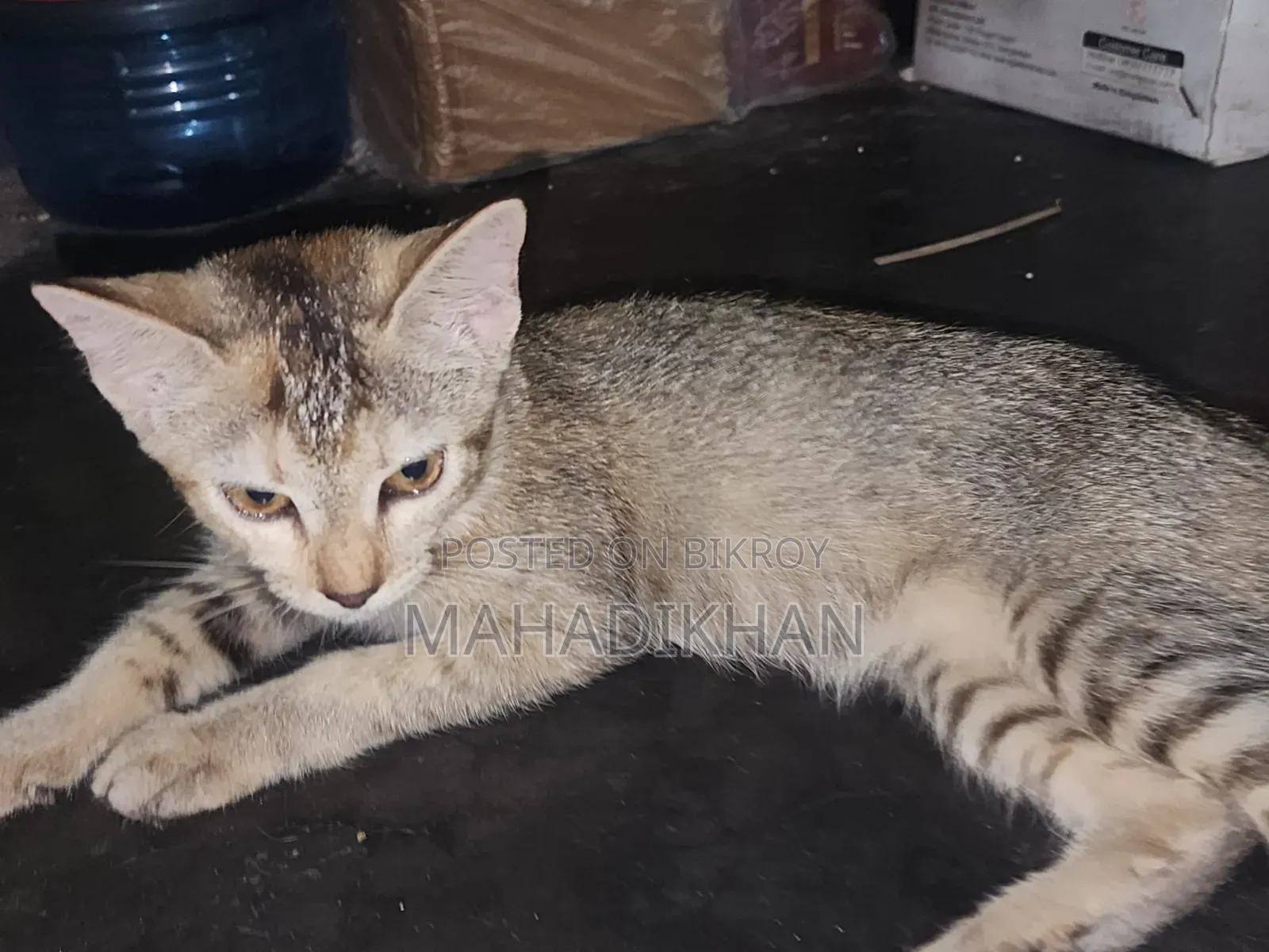3-6 months Female Mixed Breed Cat