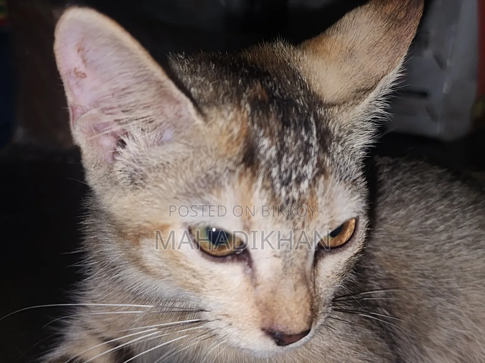 3-6 months Female Mixed Breed Cat