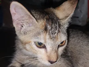 3-6 months Female Mixed Breed Cat