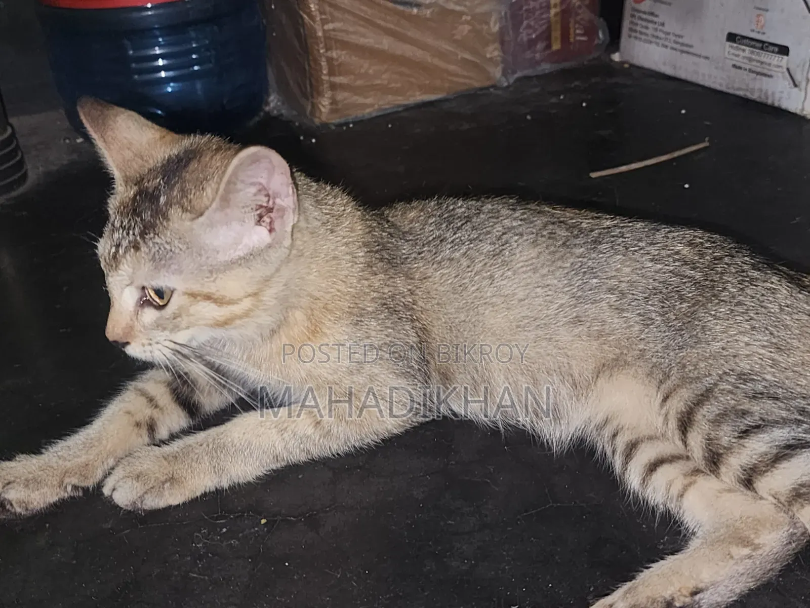 3-6 months Female Mixed Breed Cat