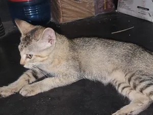 3-6 months Female Mixed Breed Cat