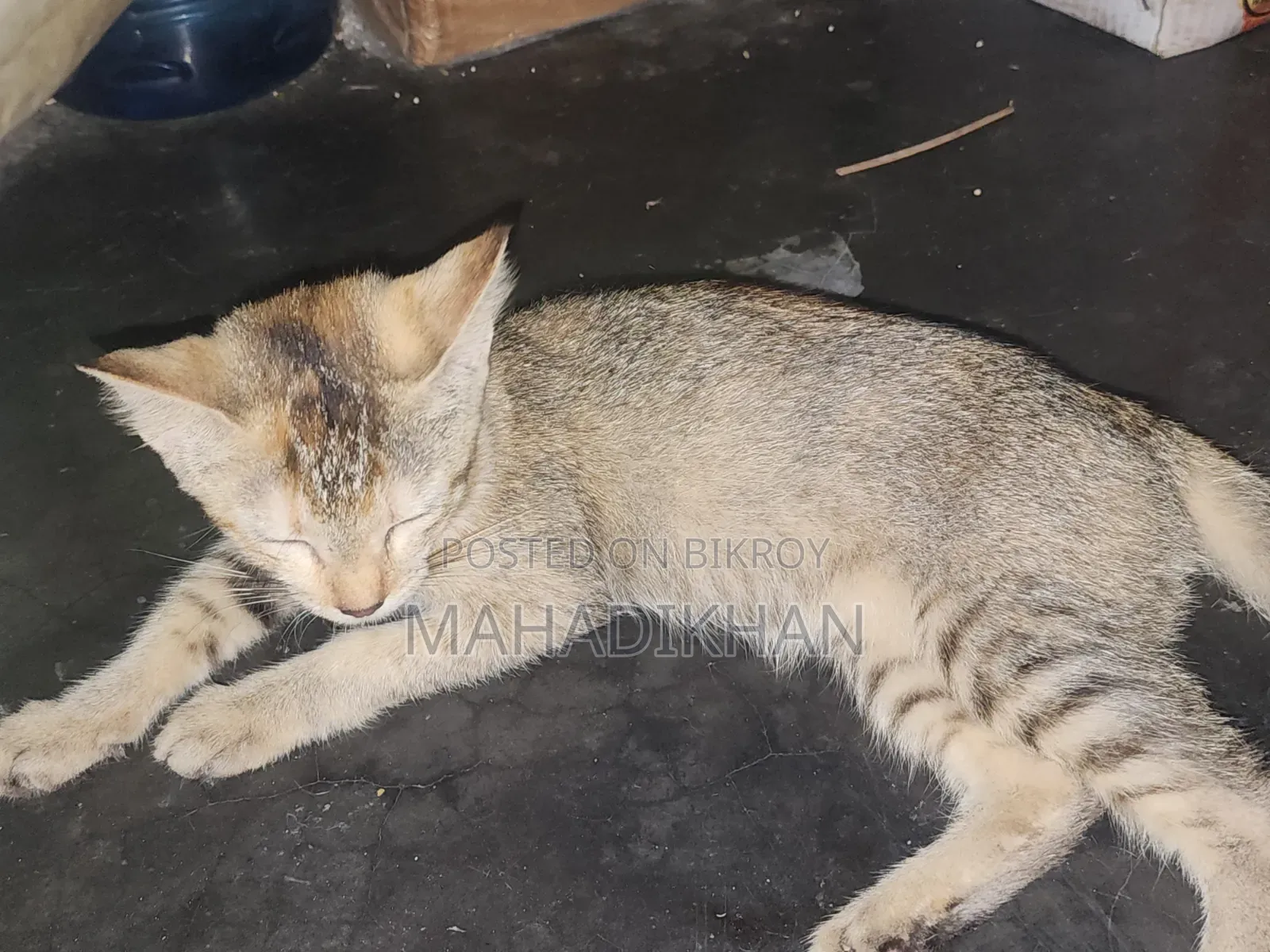 3-6 months Female Mixed Breed Cat