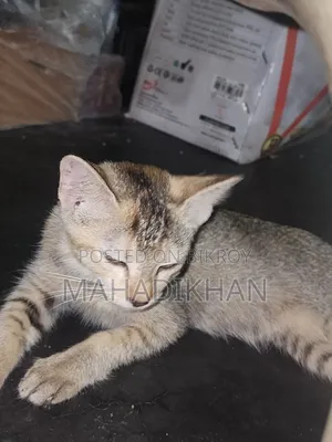 3-6 months Female Mixed Breed Cat